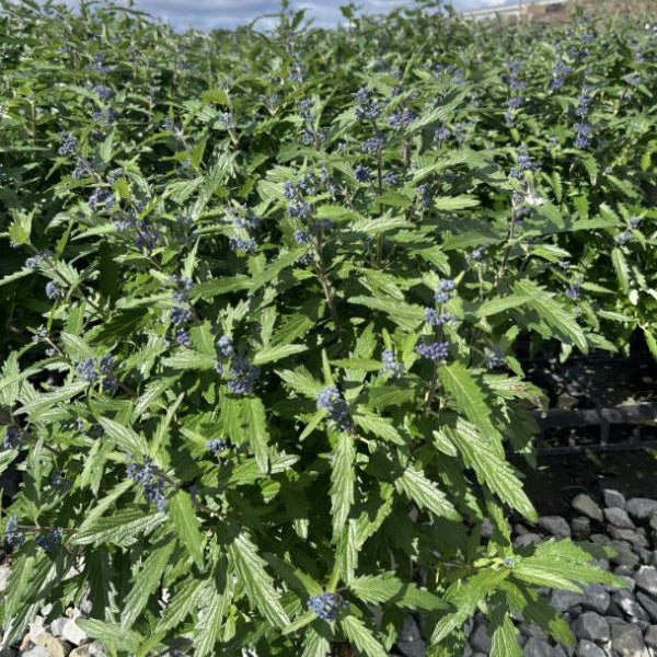 Buy Caryopteris × clandonensis 'Blue Balloon' online UK