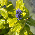 Buy Caryopteris × clandonensis 'Sapphire Dream' online UK