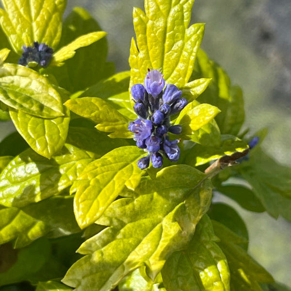 Buy Caryopteris × clandonensis 'Sapphire Dream' online UK
