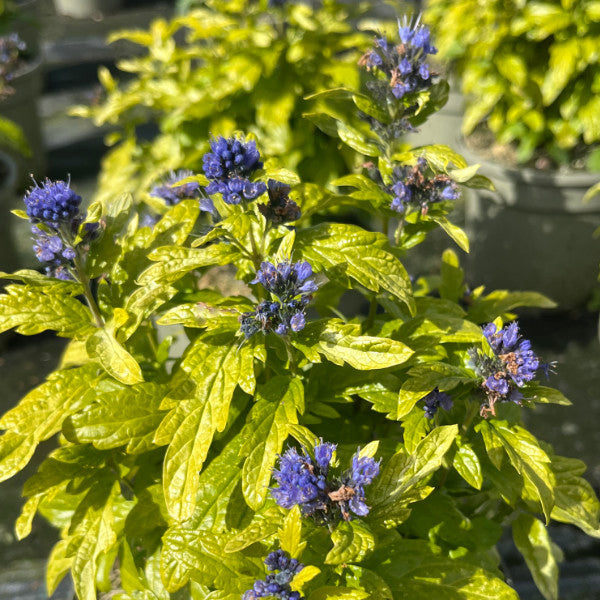 Buy Caryopteris × clandonensis 'Sapphire Dream' online UK