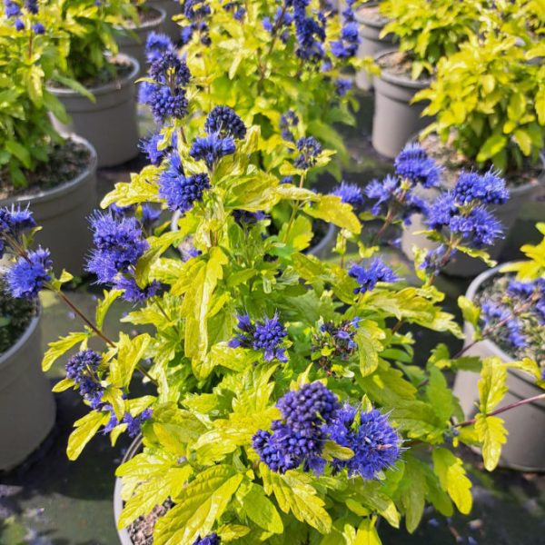 Buy Caryopteris × clandonensis 'Sapphire Dream' online UK
