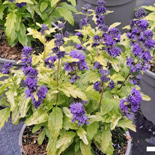 Buy Caryopteris × clandonensis 'Sapphire Dream' online UK