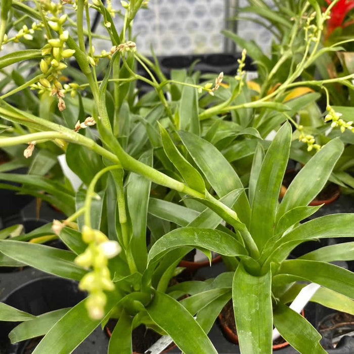 Buy Catopsis sp. (Catopsis Bromeliad) online UK