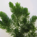 Buy Ceratophyllum demersum (Hornwort) online UK