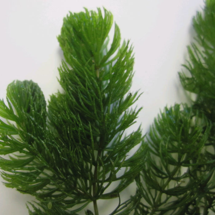 Buy Ceratophyllum demersum (Hornwort) online UK