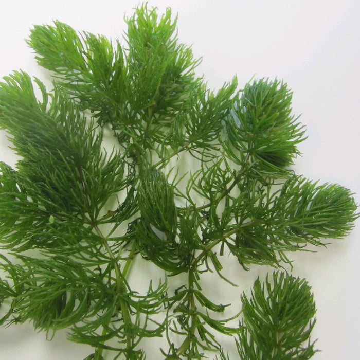 Buy Ceratophyllum demersum (Hornwort) online UK