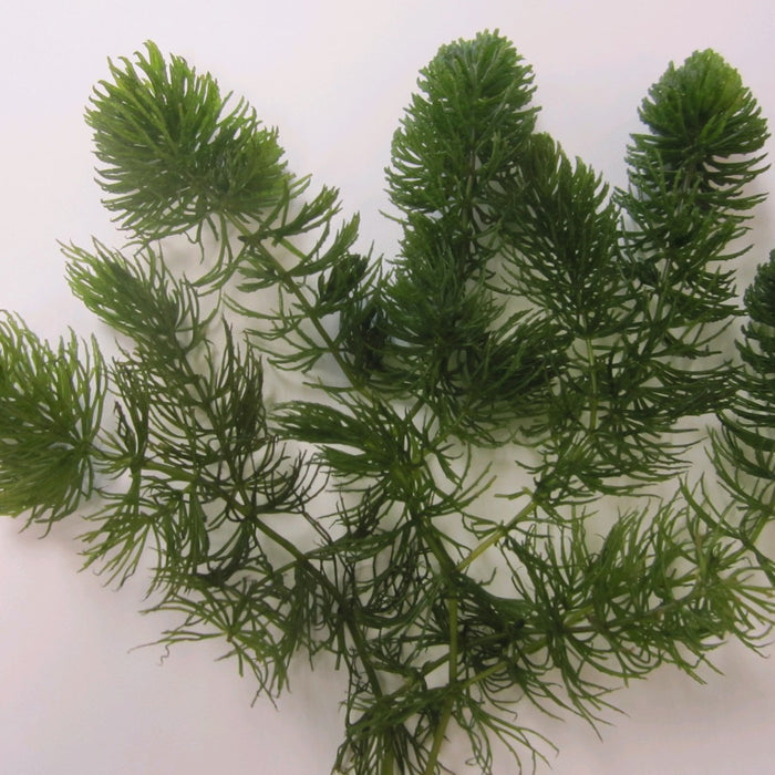 Buy Ceratophyllum demersum (Hornwort) online UK