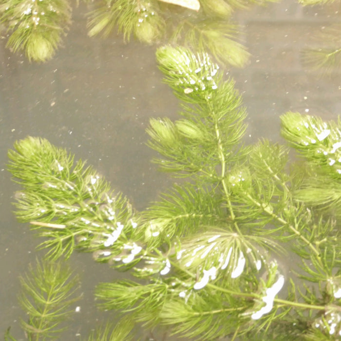 Buy Ceratophyllum demersum (Hornwort) online UK