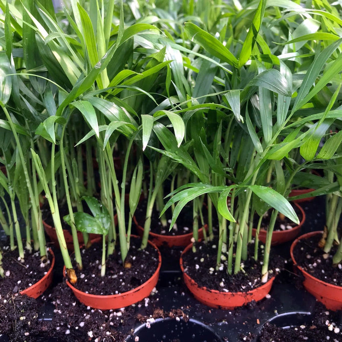 Buy Chamaedorea elegans (Parlour Palm) online UK