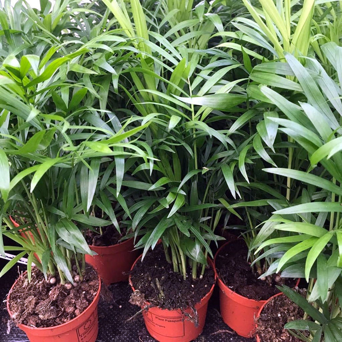 Buy Chamaedorea elegans (Parlour Palm) online UK