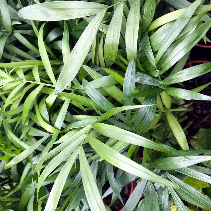Buy Chamaedorea elegans (Parlour Palm) online UK