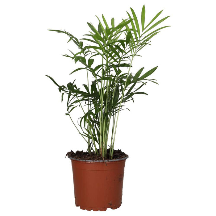 Buy Chamaedorea elegans (Parlour Palm) online UK