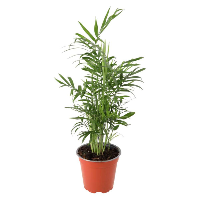 Buy Chamaedorea elegans (Parlour Palm) online UK