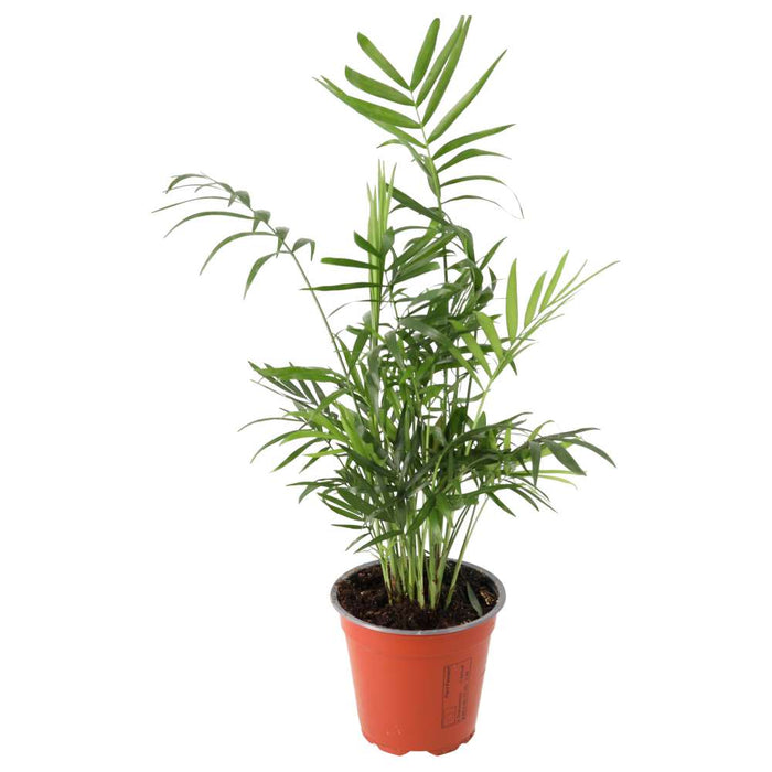 Buy Chamaedorea elegans (Parlour Palm) online UK