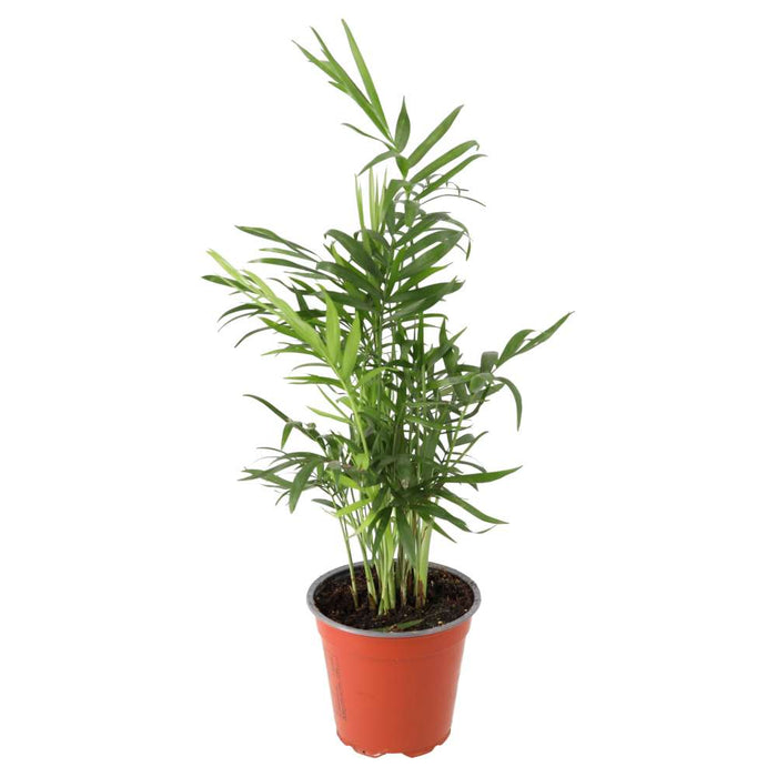 Buy Chamaedorea elegans (Parlour Palm) online UK