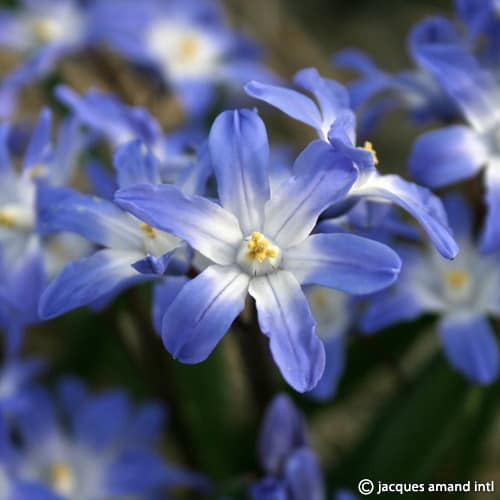 Buy Chionodoxa 'Blue Giant' Bulbs online UK