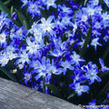Buy Chionodoxa forbesii (Forbes' Glory-of-the-snow) Bulbs online UK