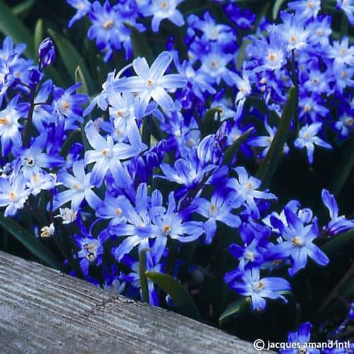 Buy Chionodoxa forbesii (Forbes' Glory-of-the-snow) Bulbs online UK