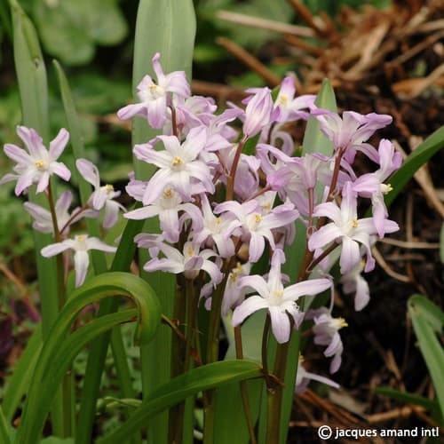 Buy Chionodoxa forbesii 'Pink Giant' Bulbs online UK