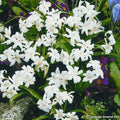 Buy Chionodoxa luciliae 'Alba' Bulbs online UK