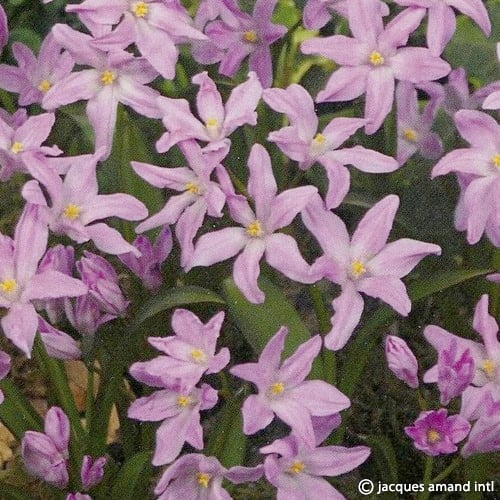 Buy Chionodoxa Luciliae 'Rose Queen' Bulbs online UK