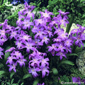 Buy Chionodoxa luciliae 'Violet Beauty' Bulbs online UK