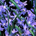 Buy Chionodoxa sardensis (Lesser Glory-of-the-snow) Bulbs online UK
