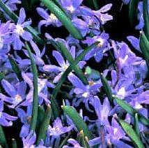 Buy Chionodoxa sardensis (Lesser Glory-of-the-snow) Bulbs online UK