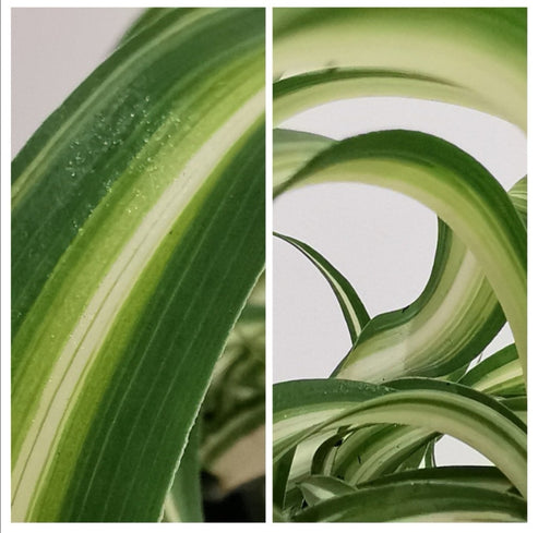 Buy Potted Chlorophytum Curly Spider Plant online UK