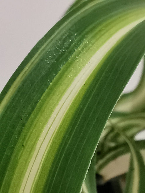 Buy Potted Chlorophytum Curly Spider Plant online UK