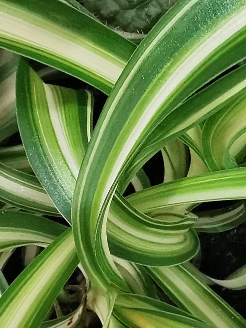 Buy Potted Chlorophytum Curly Spider Plant online UK