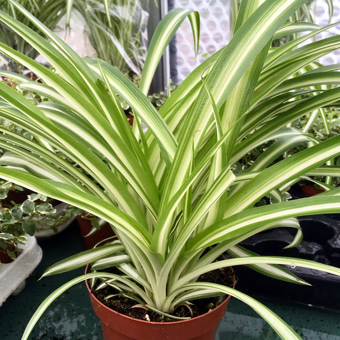 Buy Chlorophytum comosum (Spider Plant) online UK