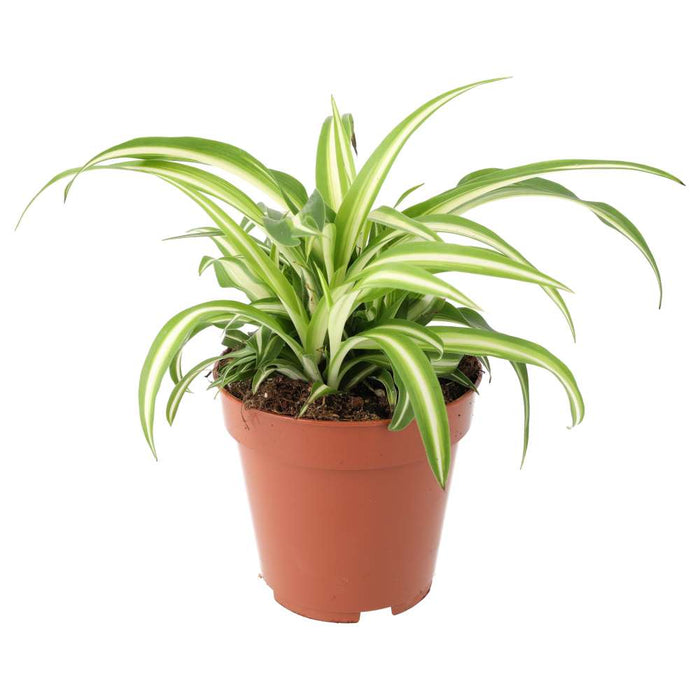 Buy Chlorophytum comosum (Spider Plant) online UK
