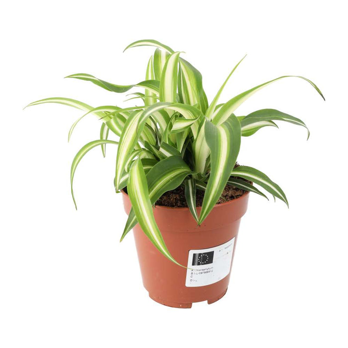 Buy Chlorophytum comosum (Spider Plant) online UK
