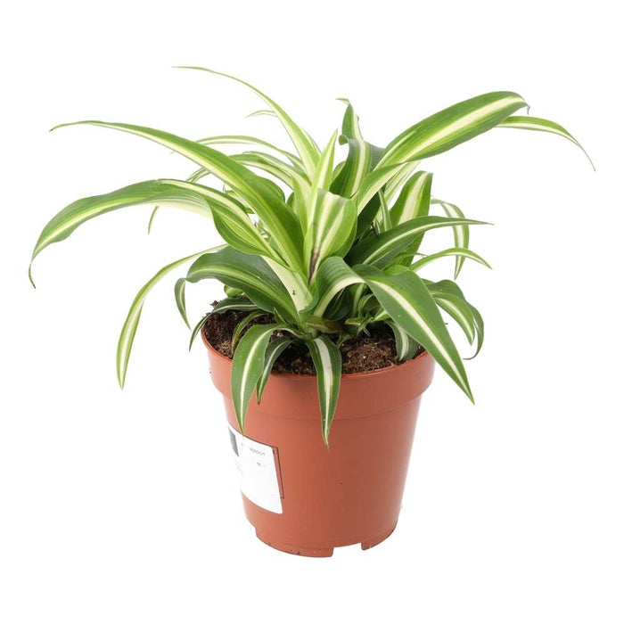 Buy Chlorophytum comosum (Spider Plant) online UK
