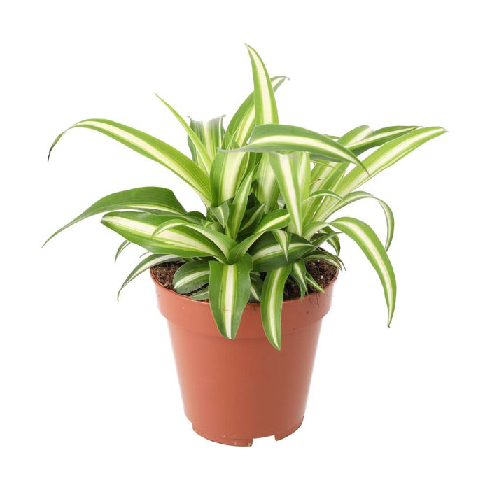 Buy Chlorophytum comosum (Spider Plant) online UK