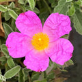 Buy Cistus creticus (Cretan Rockrose) online UK