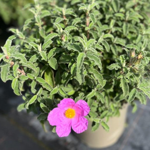 Buy Cistus creticus (Cretan Rockrose) online UK