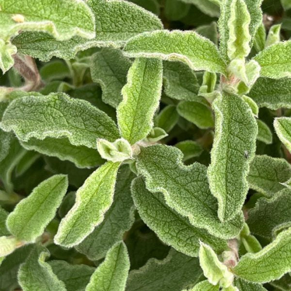 Buy Cistus creticus (Cretan Rockrose) online UK