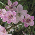 Buy Claytonia virginica (Virginia Spring Beauty) Bulbs online UK