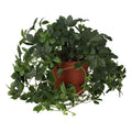 Buy Clematicissus striata 'Sugar Vine' online UK