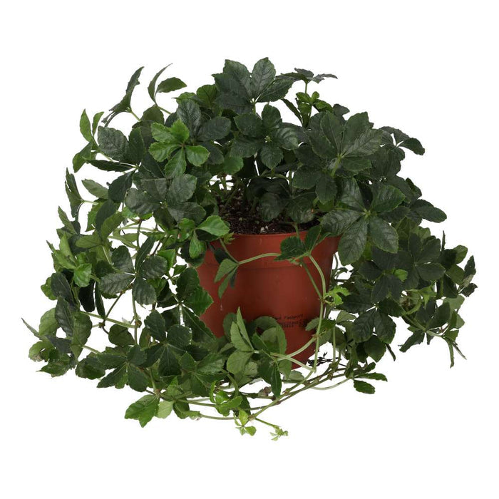 Buy Clematicissus striata 'Sugar Vine' online UK