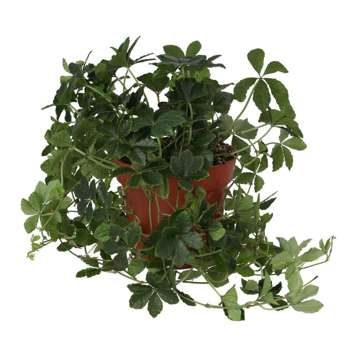 Buy Clematicissus striata 'Sugar Vine' online UK
