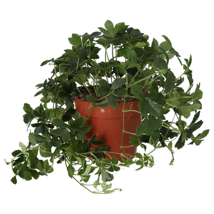 Buy Clematicissus striata 'Sugar Vine' online UK