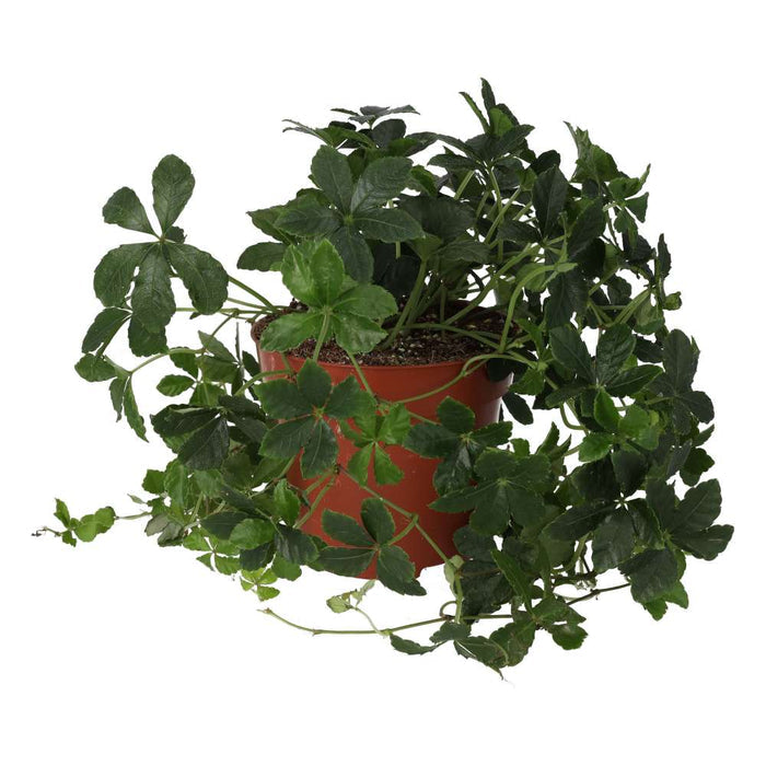 Buy Clematicissus striata 'Sugar Vine' online UK