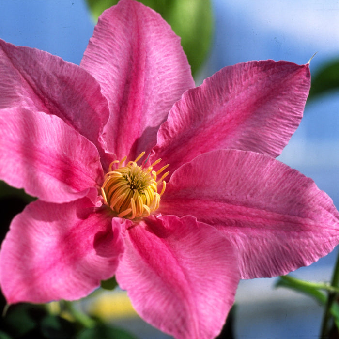 Buy Clematis 'Abilene' (Evipo027) online UK