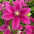 Buy Clematis 'Acropolis' (Evipo078) online UK