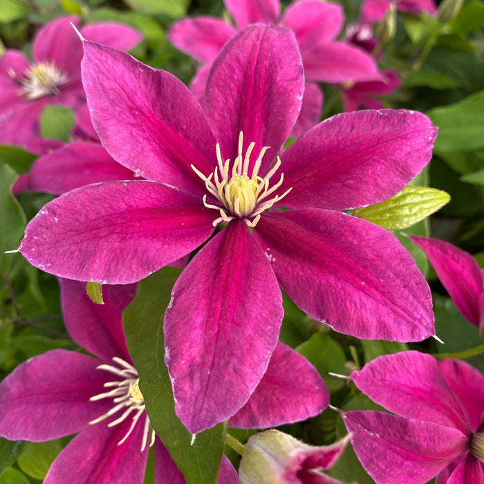 Buy Clematis 'Acropolis' (Evipo078) online UK