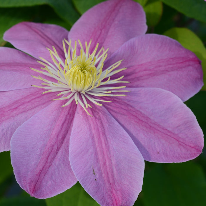 Buy Clematis 'Alaina' (Evipo056) online UK