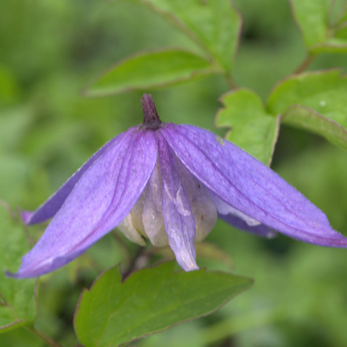 Buy Clematis alpina 'Blue Dancer' online UK